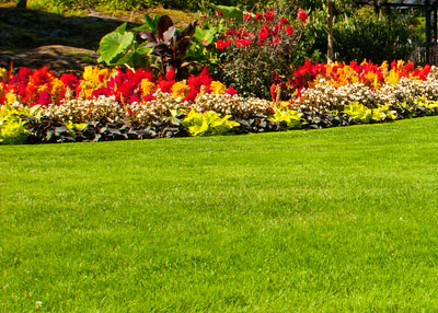 Turf Fertilization