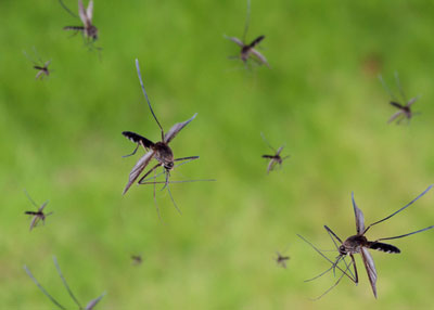 Minnesota Mosquito Control