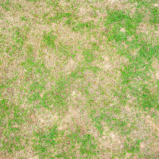 Bad Grass Minnesota