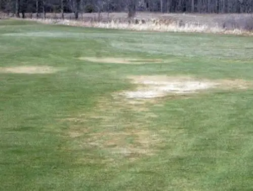 Winter Kill Grass in Minnesota