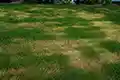An over-fertilized Minnesota lawn