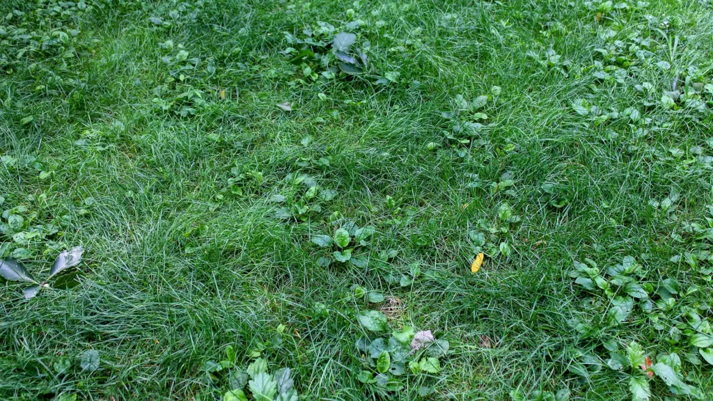 Minnesota Lawn Weeds: Identification & Control Guide