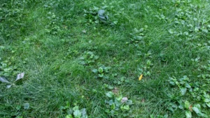 Minnesota Lawn Weeds: Identification & Control Guide