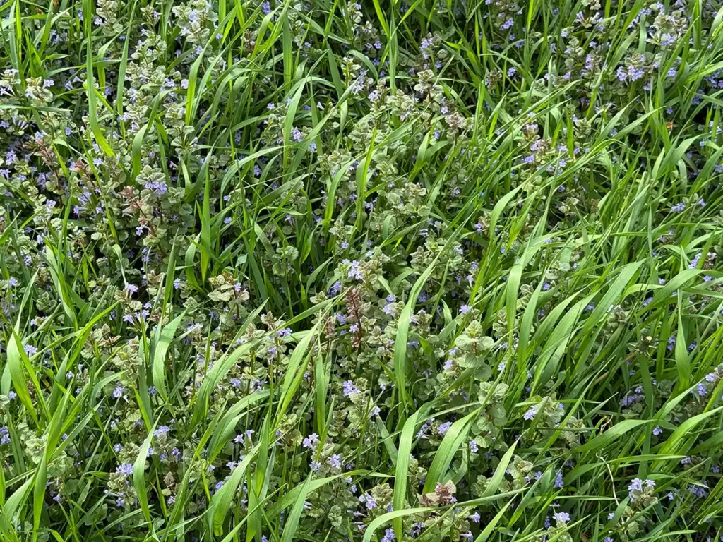 Why Is Creeping Charlie Taking Over My Lawn?