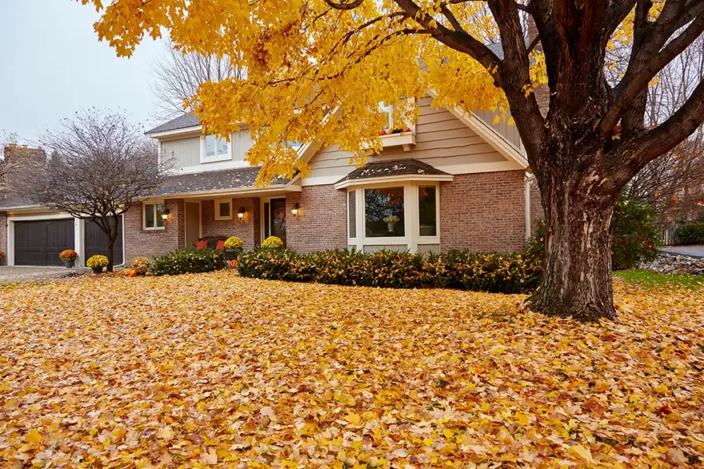 The Complete Guide to Fall Lawn Care in Minnesota