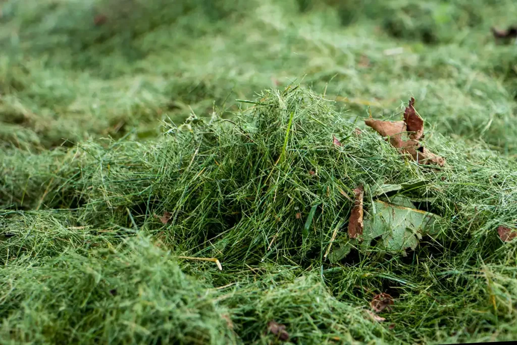 Should I Bag My Grass Clippings or Leave Them?
