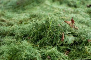 Should I Bag My Grass Clippings or Leave Them?