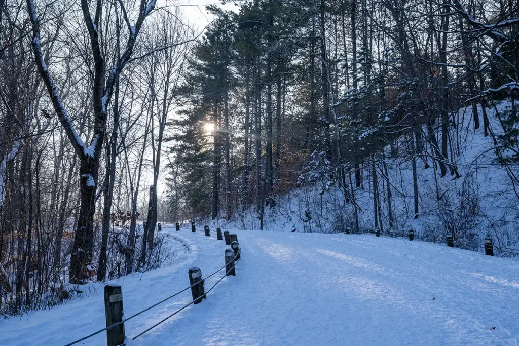 What Happens to Your Lawn Under the Snow All Winter?