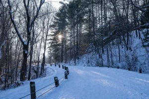 What Happens to Your Lawn Under the Snow All Winter?